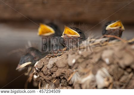 Family O Young Newborn Swallow Birds In Nest Opening Its Mouth And Waiting To Be Fed By Their Mother