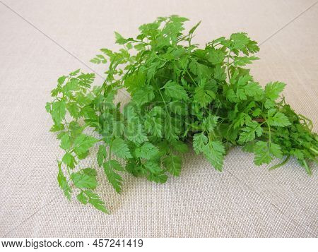 A Herb Bouquet With Fresh Garden Chervil, Anthriscus Cerefolium