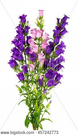 Campanula Medium Flowers Isolated On White Background. Bouquet Of Canterbury Bells Or Bell Flower