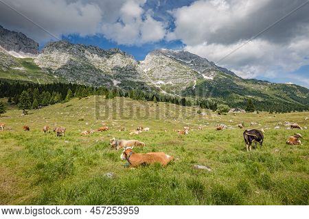 Beautiful Nature. Grazing Cows With An Amazing View Of Mountain Hiking Trail Road. Italy Malga Monta