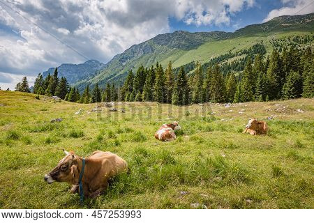 Beautiful Nature. Grazing Cows With An Amazing View Of Mountain Hiking Trail Road. Italy Malga Monta