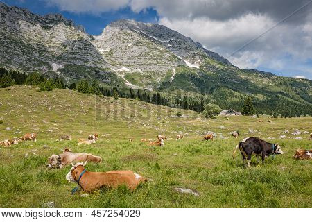 Beautiful Nature. Grazing Cows With An Amazing View Of Mountain Hiking Trail Road. Italy Malga Monta