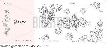 Handmade Grapes, Berries. Of Leaves And Branches. Vines Close-up, Leaves, Berries. Vintage Engraving