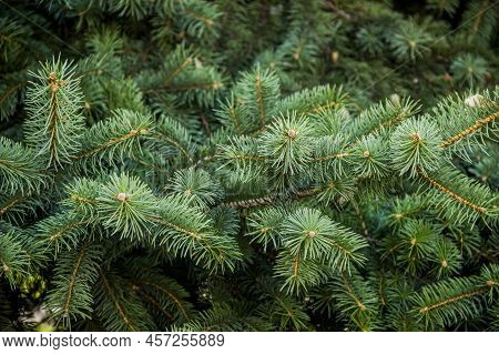 Close-up Of A Green Needles Of European Silver Fir (abies Alba)
