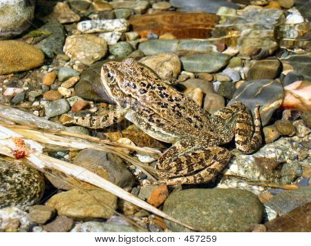 Spotted Frog