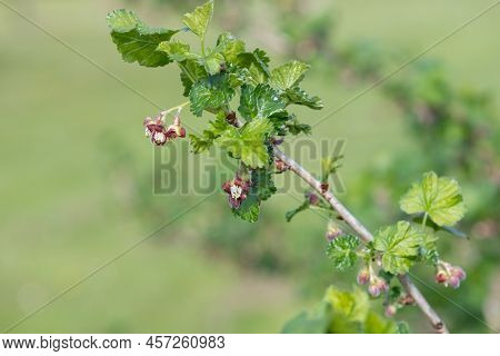 European Gooseberry (ribes Uva-crispa)