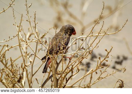 A Desert Bullfinch Or Desert Trumpeter, Bucanetes Githagineus Feeding On A Plant.