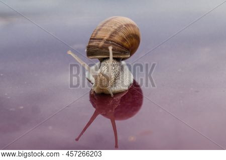 Helix Pomatia, A Grape Snail Of The Helicidae Family Isolated On Purple Background With Reflection. 
