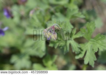Himalayan Cranesbill Plenum Flower Buds In The Garden