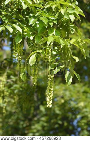Caucasian Wingnut Tree With Fruit In The Summer