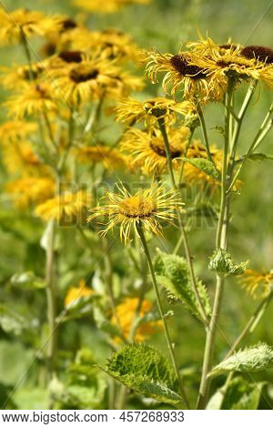 Hartleaf Oxeye Yellow Flowers In The Garden