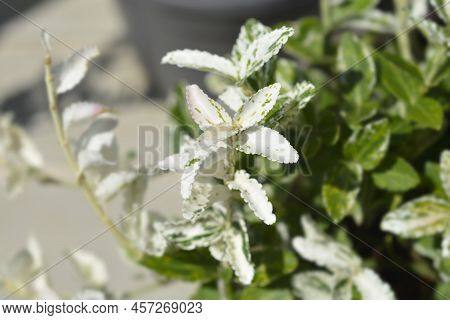 Wintercreeper Harlequin Green And White Leaves In The Summer