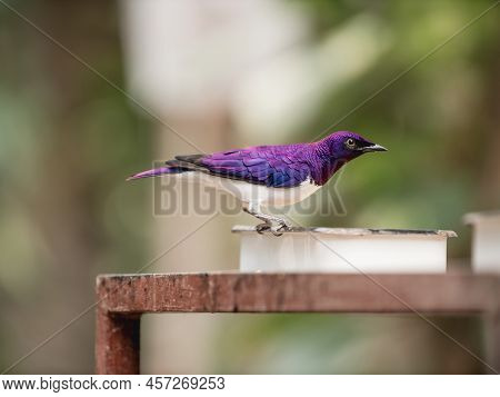 Full Length Portrait Of Violet-backed Starling Or Cinnyricinclus Leucogaster, Also Known As Plum-col