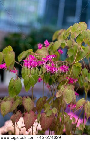 Epimedium Fukujuji Close Up Flowered Pink Blossoms In The Garden In Spring