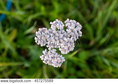 White Yarrow Flowers Rosette, Top View. Flowers Of Yarrow For Design Or Project. A Bloom Yarrow Mead