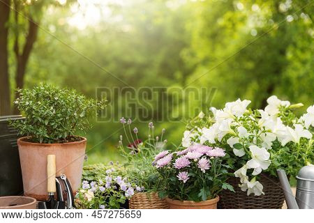 Different Potted Flowers, Herbs, Gardening Equipment On Green Garden Trees Background. Hobby Concept
