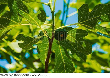 Green Unripe Figs Fruits On The Branch Of A Fig Tree Or Sycamine With Plant Leaves In Sunny Summer D
