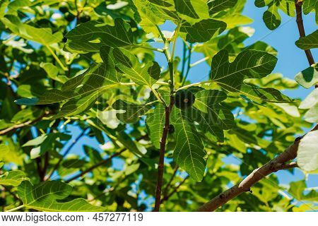 Green Unripe Figs Fruits On The Branch Of A Fig Tree Or Sycamine With Plant Leaves In Sunny Summer D