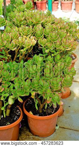 Beautiful Plants Of Cotyledon Orbiculata In Nursery Garden Pot Commonly Known As Pigs Or Dogs Ear Or