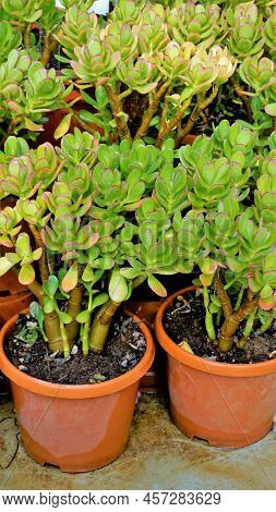 Beautiful Plants Of Cotyledon Orbiculata In Nursery Garden Pot Commonly Known As Pigs Or Dogs Ear Or