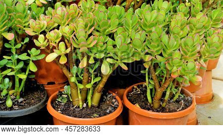 Beautiful Plants Of Cotyledon Orbiculata In Nursery Garden Pot Commonly Known As Pigs Or Dogs Ear Or
