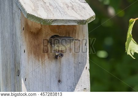 The House Wren (troglodytes Aedon) Brings The Fed For Young