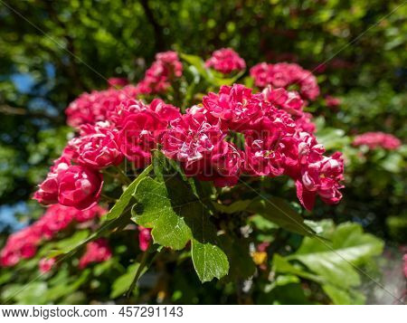 Small, Low-branching Tree - The English Hawthorn (crataegus Laevigata) 'paul's Scarlet' Flowering Wi