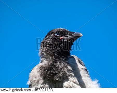 Close-up Shot Of The Juvenile Hooded Crow (corvus Cornix) With Dark Plumage And With Blue And Grey E