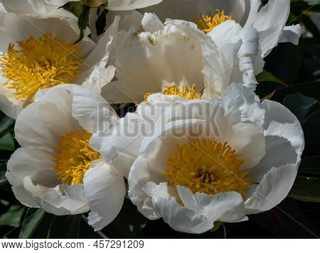 Macro Of Paeonia Lactiflora 'whitleyi Major' - Cupped, Creamy-white, Single Flowers 10cm Wide, With 