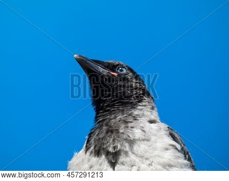 Close-up Shot Of The Juvenile Hooded Crow (corvus Cornix) With Dark Plumage And With Blue And Grey E