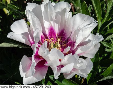 Beautiful, Summer Peony (paeonia) 'cora Louise' With Large, Pure White, Semi Double Flowers, That Op