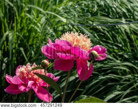 The Japanese Type Of Garden Peony Cultivar (paeonia Lactiflora) 'leslie Peck' With Deep Pink Guard P
