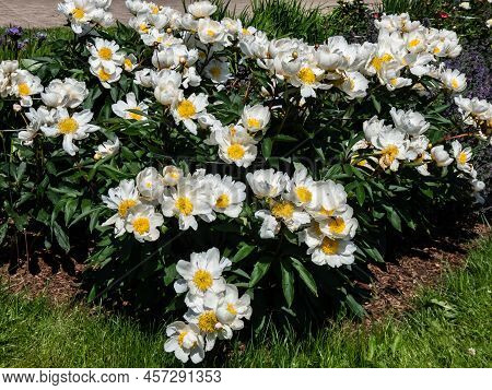Macro Of Paeonia Lactiflora 'whitleyi Major' - Cupped, Creamy-white, Single Flowers 10cm Wide, With 