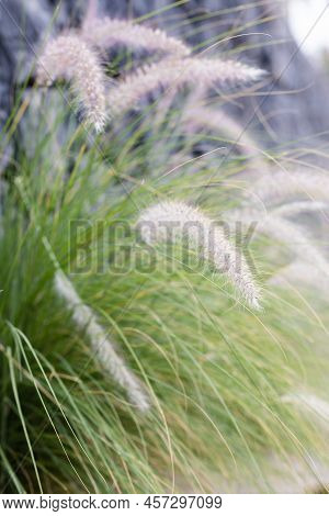 Closeup Blurred Shot Of Fluffy Grass Ears. Natural Background.