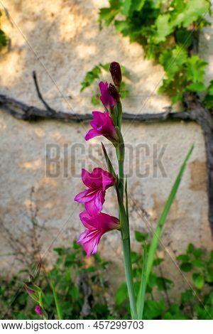 Byzantine Gladiolus (sword Lily)growing Under A Grape Vine In Dordogne, France