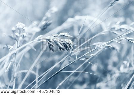 Nature Background With Wildgrass Under Sunlight. Selective And Soft Focus. Plant Background. Close U