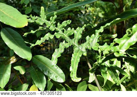 Deeply Pinnatifid Leaf Of Tropical Plant With Botanic Name 'alocasia Portei'