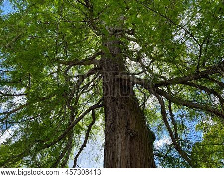 Beautiful Tall Tree With Green Leaves In Park, Low Angle View