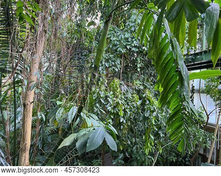Many Different Beautiful Plants Growing In Greenhouse