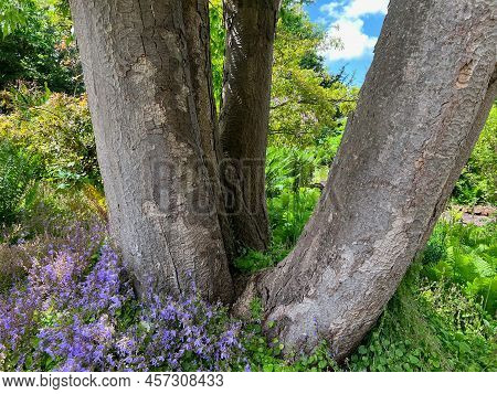Big Old Tree And Blooming Tiny Bellflowers In Park On Sunny Day