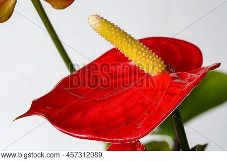 Red Anthurium Leaf With Flower Macro