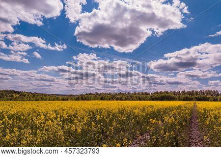 Blooming Yellow Rapseed Canola Field And Blu Sky With White Clouds