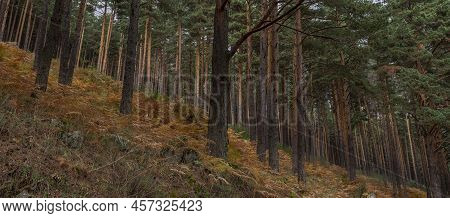Forest Of Scots Pine Tree, Pinus Sylvestris. Photo Taken In The Hueco De San Blas Valley, A Very Pop