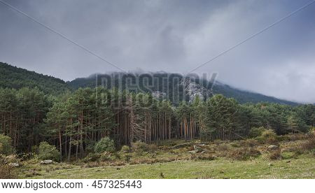 Forest Of Scots Pine Tree, Pinus Sylvestris. Photo Taken In The Hueco De San Blas Valley, A Very Pop