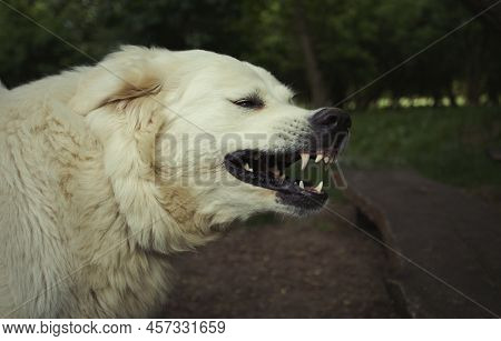 Portrait Of White Livestock Guard Dog. A Close-up View Of A Young Dog's Head