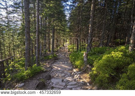 A Forest In The Western Tatras In The Afternoon. Myslenickie Turnie Nearby.