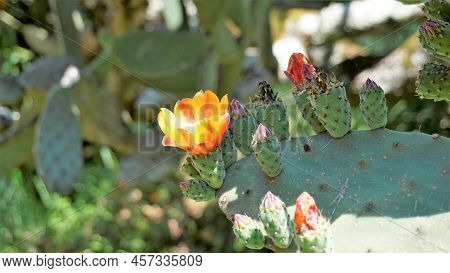 Beautiful Closeup Flower Of Plant Opuntia Tomentosa Also Known As Velvet Opuntial, Tree Pear, Woolly
