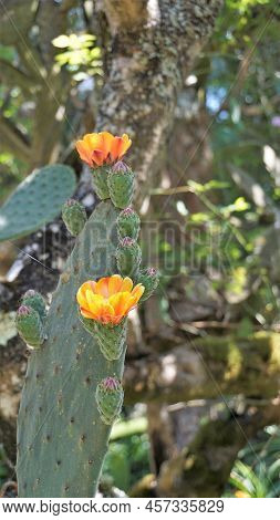 Beautiful Closeup Flower Of Plant Opuntia Tomentosa Also Known As Velvet Opuntial, Tree Pear, Woolly