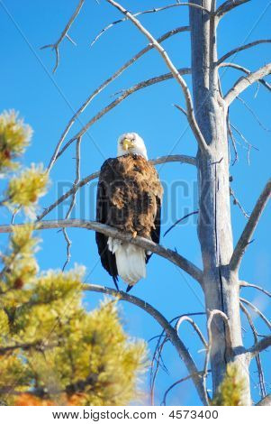 Aquila calva