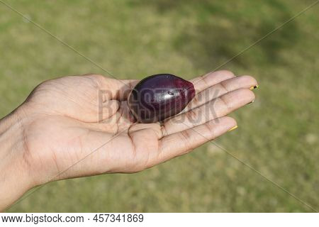 Female Holding Fresh Jamun Fruits Or Black Plum, Black Java Or Indian Blackberry Fruits In Hands